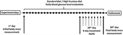 Hydrogen Sulfide Prevents Mesenteric Adipose Tissue Damage, Endothelial Dysfunction, and Redox Imbalance From High Fructose Diet-Induced Injury in Aged Rats